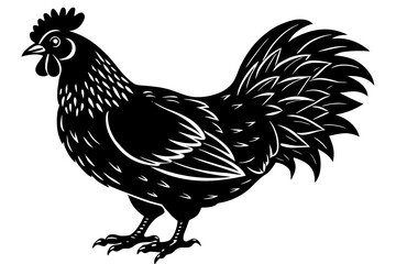 rooster isolated on white background