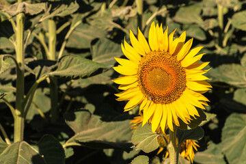 Close up of golden yellow sunflowers