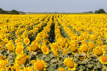 Sea of golden yellow sunflowers