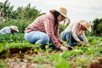 Latino Farmers Working in a Lush Green Vegetable Field