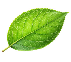 Photo of a vibrant green leaf with a detailed vein structure isolated on transparent background