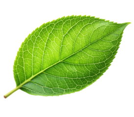 Photo of a vibrant green leaf with a detailed vein structure isolated on transparent background