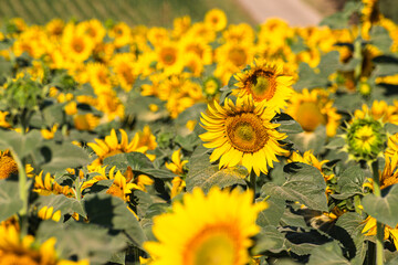 Close up of golden yellow sunflowers