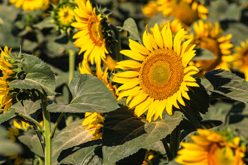 Close up of golden yellow sunflowers