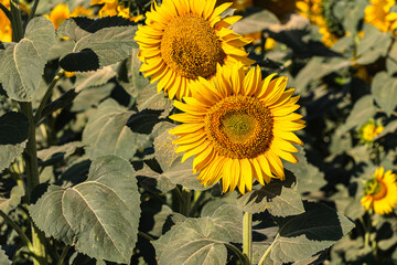 Close up of golden yellow sunflowers