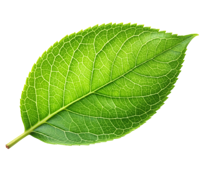 Photo of a vibrant green leaf with a detailed vein structure isolated on transparent background