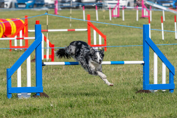 Dog taking part in agility competition