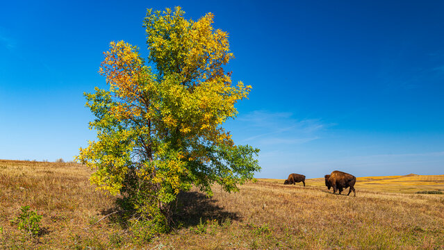 Tierwelten und Landschaften im Roosevelt Nationalpark North Dakota
