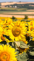 Sea of golden yellow sunflowers