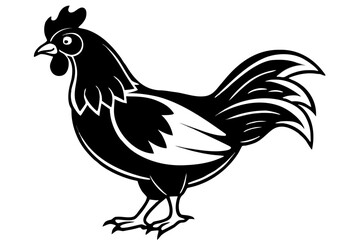 rooster isolated on white background