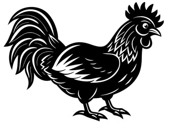 rooster isolated on white background