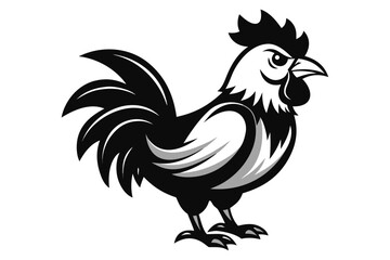 rooster isolated on white background