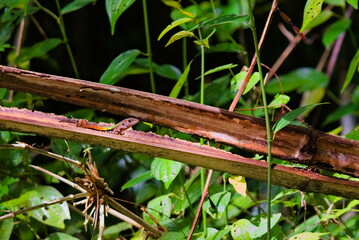 Lizard in Bamboo