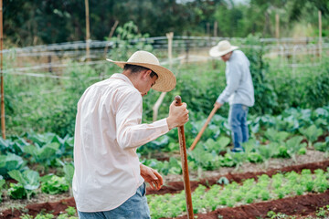 Farmers Cultivating Vegetables on a Brazilian Farm in Summer