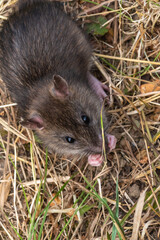 Ratte - Maus in der Natur
