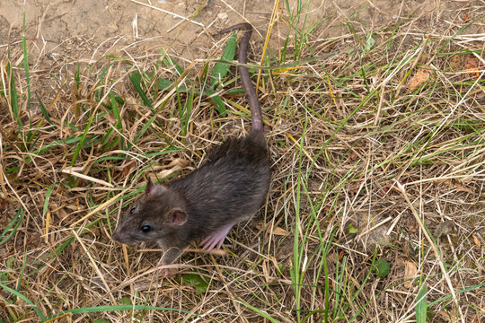 Maus - Ratte in der Natur
