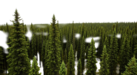 Vast, dense boreal forest with thousands of towering evergreen spruce and pine trees packed closely, dark green needles, sharp focus foreground to background under a stark white overcast sky,