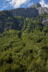 Beautiful view of mountain range through trees in a forest