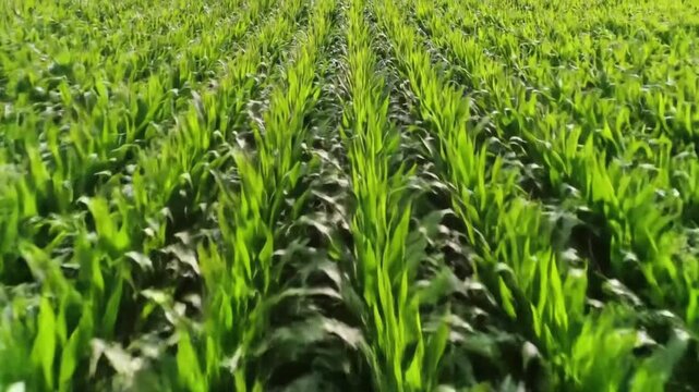 Aerial view of a cornfield featuring rows of green plants under bright sunlight