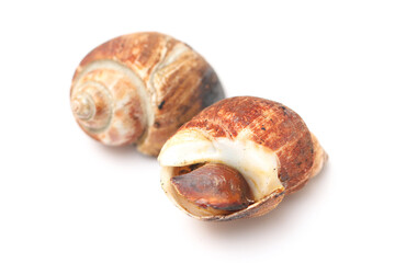 close up grilled sweet clams on white background