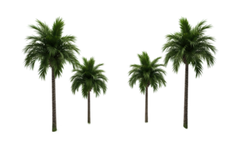 High-angle view of four mature coconut palm trees with vibrant deep green fronds and slender textured trunks, standing on light sandy dunes with dune grass in a pristine transparent studio cyclorama