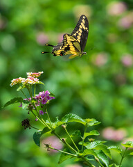 Giant Swallowtail in Flight