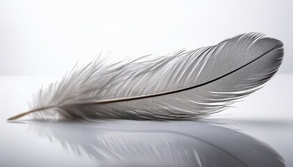 single grey feather isolated on transparent background
