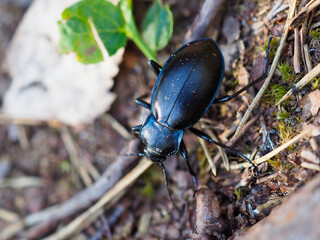 A Close Up Macro Shot of a Shiny Black Beetle Crawling on Forest Floor