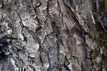 Rough textured tree bark with deep cracks and rugged surface ideal for nature backgrounds rustic organic designs and environmental natural projects