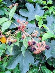  Background of green fresh leaves and forest black Blackberries in clear summer weather. Close up. 
