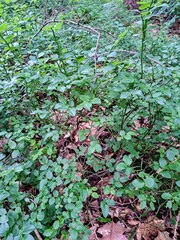  Background of green bushes of wild blueberries close-up.