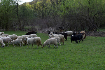 Flock of sheep grazing on lush green meadow near forest during springtime. Perfect for countryside farming visuals, rural lifestyle promotions, and pastoral landscape scenes.