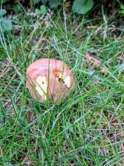 Forest mushroom eaten by slugs in green grass.