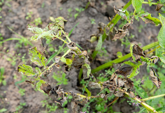 Phytophthora infestans or late blight of potato. Diseased leaves in field. A dangerous disease is destroying the potato crop in summer.