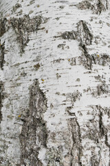 Birch bark texture or background. Macro photography is performed using trunk stacking technology. The texture is made of birch bark. Beautiful background made of birch trunk.