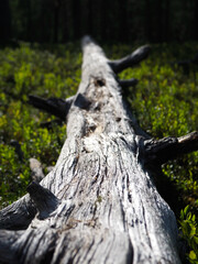 A Fallen Tree Trunk Amidst Vibrant Green Vegetation Under Sunlight