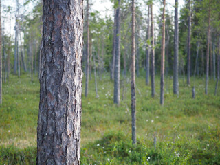 A Peaceful Pine Forest Clearing with Lush Green Undergrowth and Tall Trees