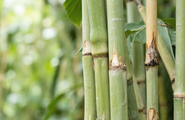 Obraz premium Six tall bamboo shoots arranged in rows, with green leaves providing natural backdrop to lighter brown stalks. Blurred background focuses on bamboo and leaves.