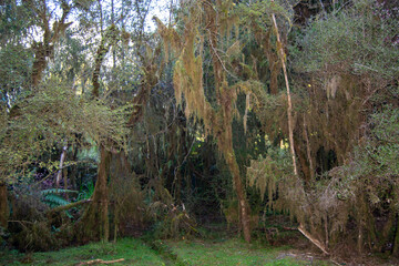 Mystical Forest Scene with Mossy Trees