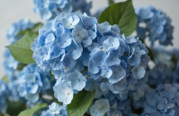 Hydrangea flowers bouquet in white vase. Mix of light blue, dark blue blooms with unique petal shapes, sizes. Flowers open, others partially hidden by green leaves. Rich plants, striking contrast.