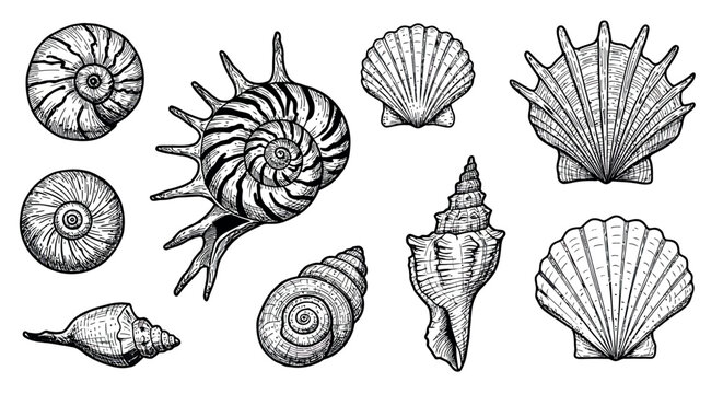 Hand drawn seashell collection with detailed line art on white background