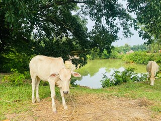 herd of cows