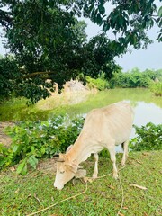 cow in the meadow