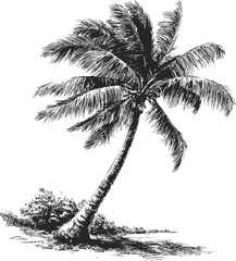 Elegant black and white sketch of a tropical palm tree on a beach. Vector illustration