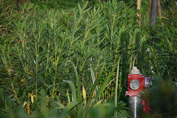 fire hidrant in bamboo
