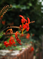 bird of paradise flower