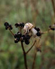 snail on a branch 