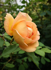 yellow rose in garden