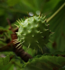 close up of a conker 