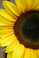 sunflower close up